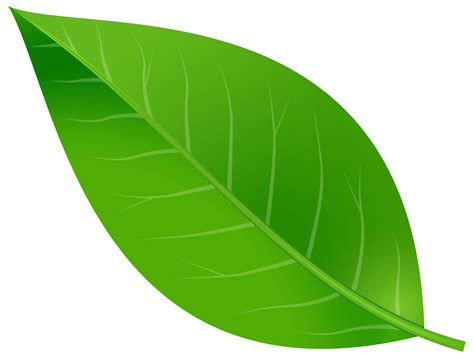 leaves png